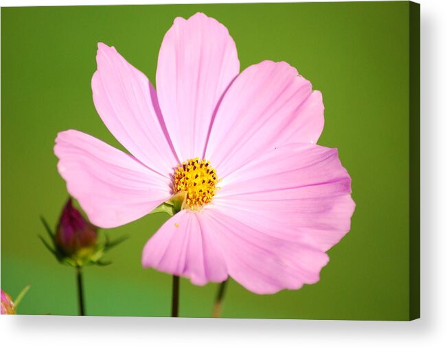 Cosmos Acrylic Print featuring the photograph Cosmos and Bud by Wanda Jesfield