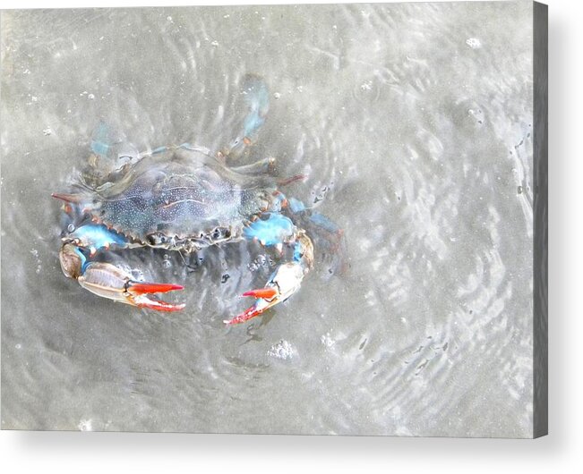 Crab Acrylic Print featuring the photograph Crab Shack by Etta Harris