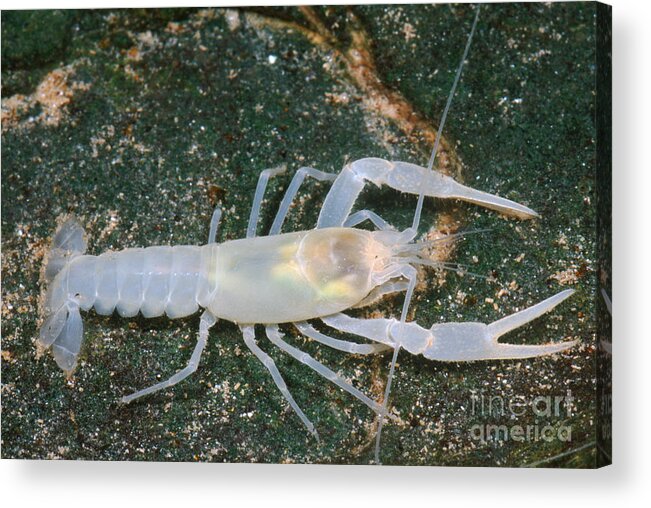 Animal Acrylic Print featuring the photograph Crayfish by Dante Fenolio