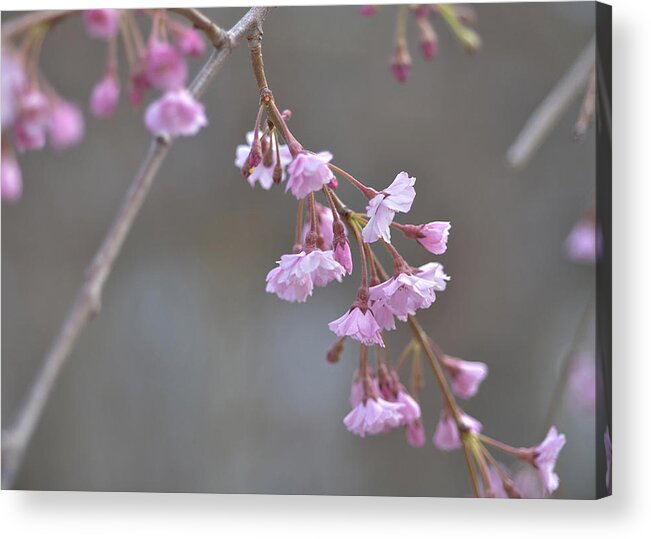 Lagerstroemia Indica Acrylic Print featuring the photograph Crepe Myrtle by Lisa Phillips