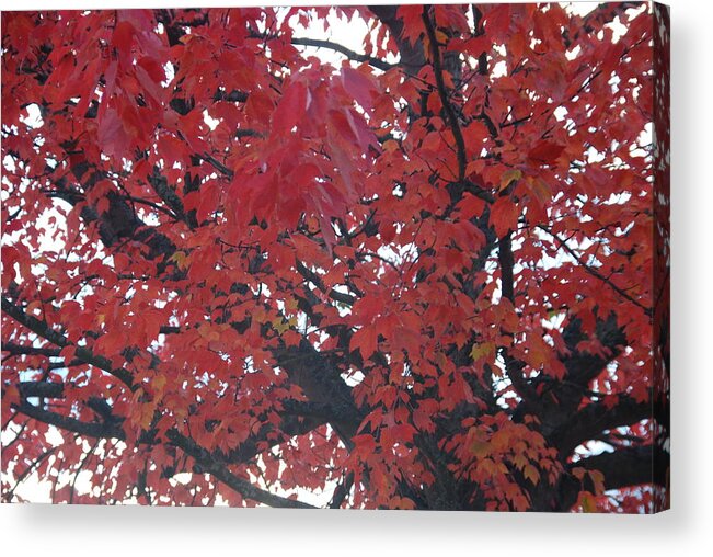Fall Acrylic Print featuring the photograph Crimson Leaves by Michael Merry