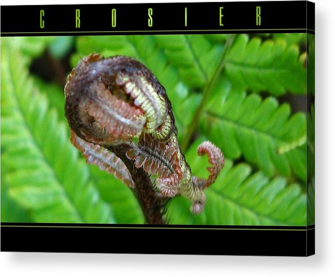 Fern Acrylic Print featuring the photograph Crosier by Chris Anderson