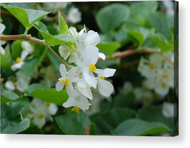 Flower Acrylic Print featuring the photograph Delicate White Flower by Jennifer Ancker