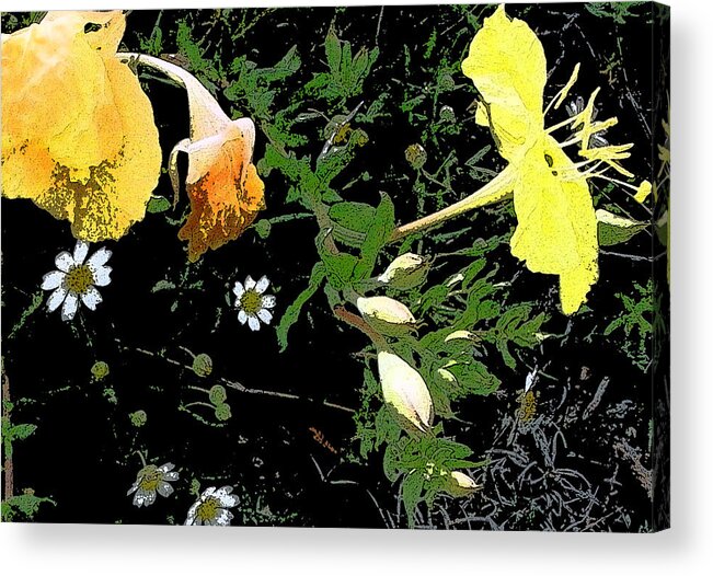 Flowers Acrylic Print featuring the photograph Desert Primroses with Desert Daisies by Louis Nugent