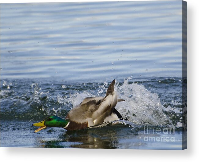 Duck Acrylic Print featuring the photograph Duck playing in the water by Mats Silvan