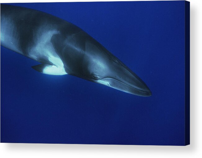 00129700 Acrylic Print featuring the photograph Dwarf Minke Whale Western Australia by Flip Nicklin
