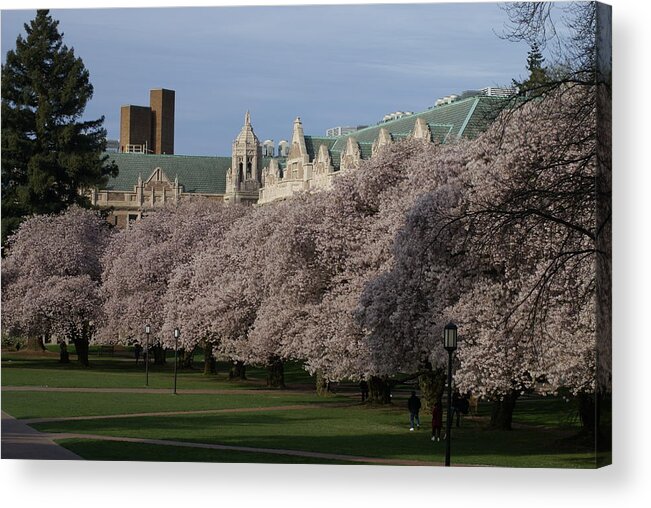 Cherry Blossoms Acrylic Print featuring the photograph Easter Sunday by Jerry Cahill