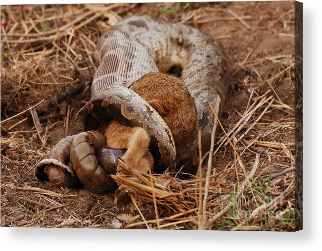 Serpent Acrylic Print featuring the photograph Entrapped by Fotosas Photography