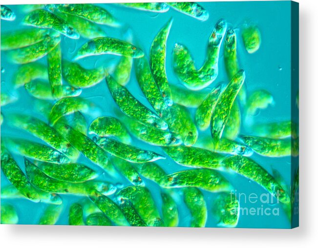 Magnified Acrylic Print featuring the photograph Euglena Sp by M. I. Walker