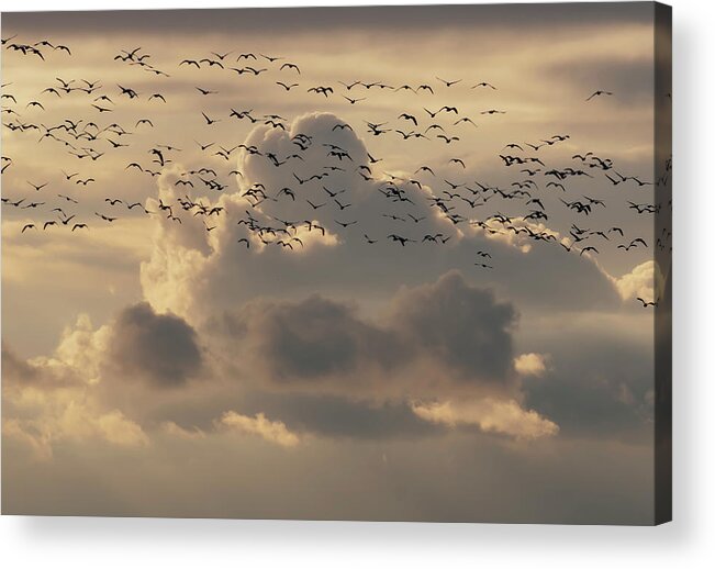 Snow Geese Acrylic Print featuring the photograph Flock of Snow Geese by Terry Dadswell