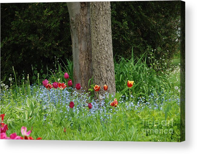 Tree Acrylic Print featuring the photograph Floral Surrounding by Grace Grogan