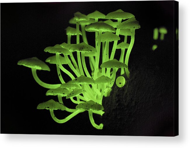 00426483 Acrylic Print featuring the photograph Fluorescent Fungus by Thomas Marent