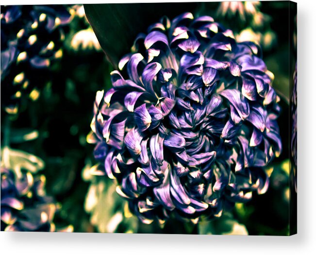 Flower Acrylic Print featuring the photograph Flower Ball by Milan Kalkan