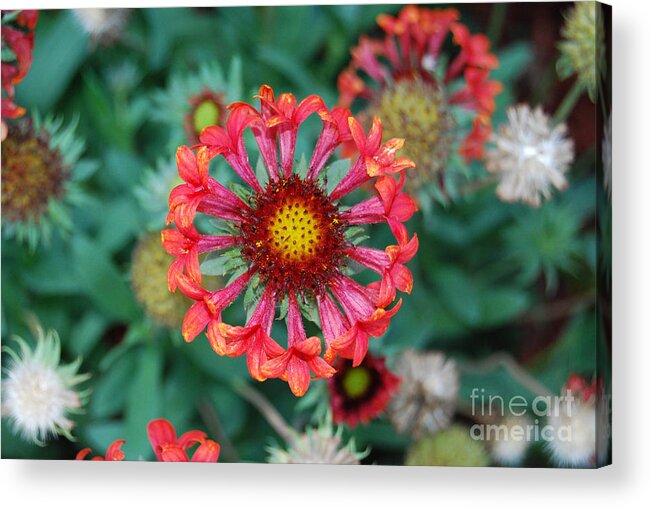 Flower Acrylic Print featuring the photograph Flower of Flowers by Grace Grogan