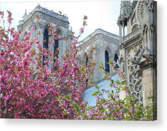 Notre Dame Acrylic Print featuring the photograph Flowering Notre Dame by Jennifer Ancker