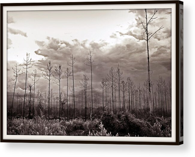 Tree Acrylic Print featuring the photograph Forest Regrowth by Farol Tomson