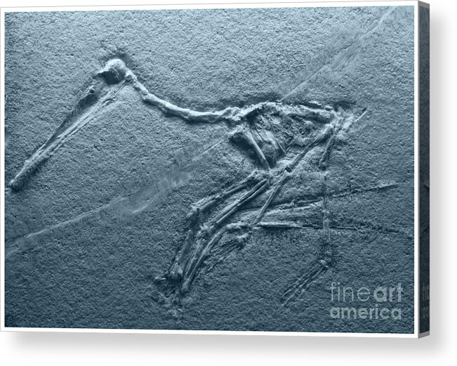Jurassic Acrylic Print featuring the photograph Fossils - Pterosaurs by Heiko Koehrer-Wagner