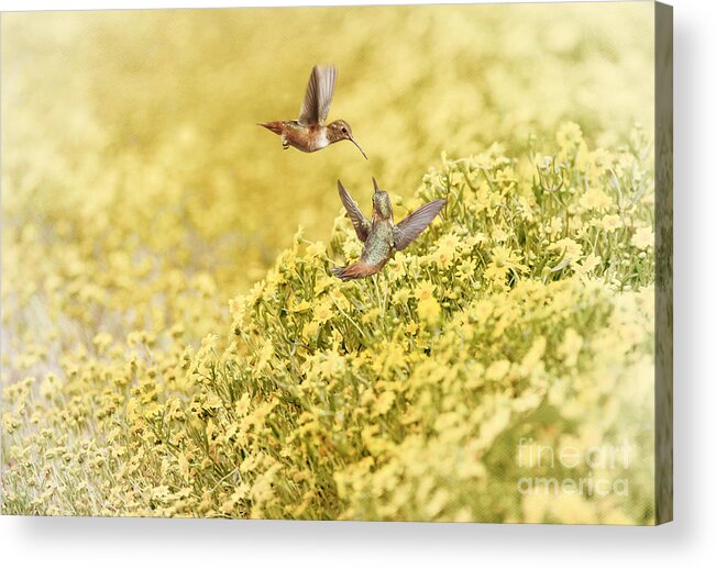 Humming Bird Acrylic Print featuring the photograph Frolic in the Garden by Susan Gary