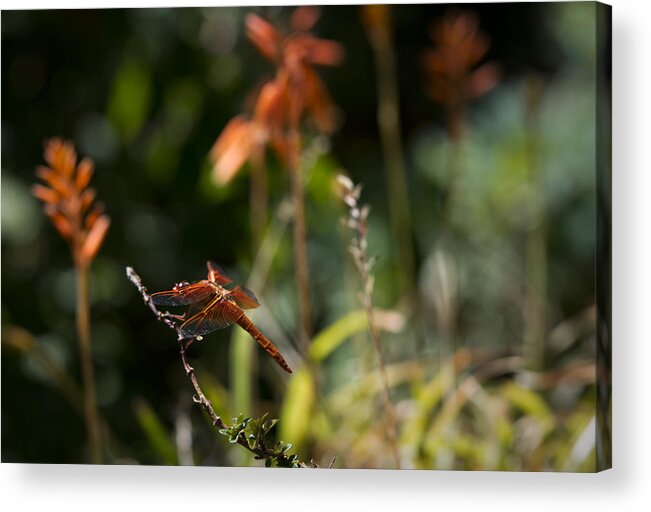 Dragonfly Acrylic Print featuring the photograph Garden Orange by Priya Ghose