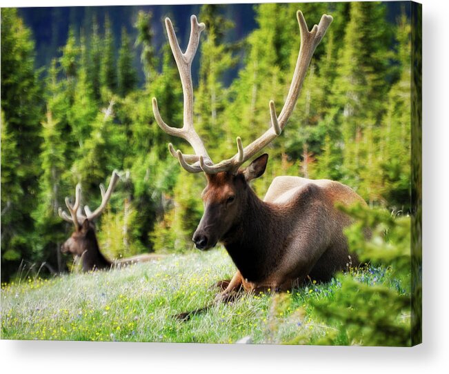 Bull Acrylic Print featuring the photograph Glowing Elk by Kevin Munro