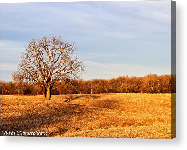Golden Hour Tree And Shadows Acrylic Print featuring the photograph Golden Hour shadows by Rachel Cohen