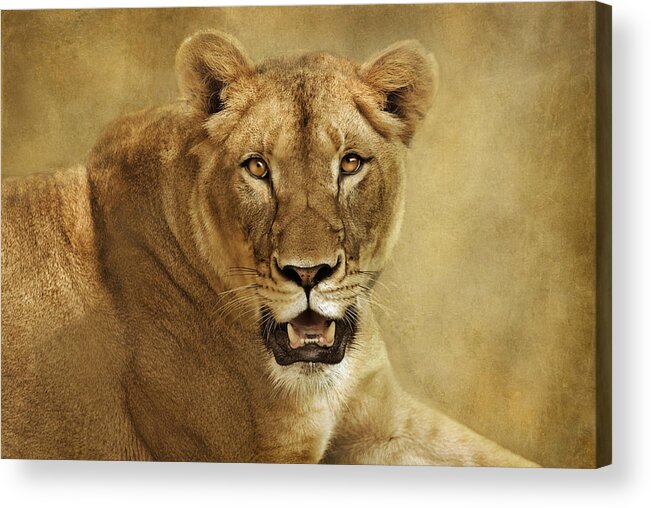 Lioness Acrylic Print featuring the photograph Golden by Pat Abbott