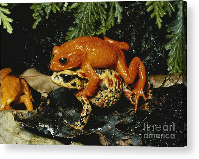 Golden Toad Acrylic Print featuring the photograph Golden Toads Mating by Gregory G Dimijian MD