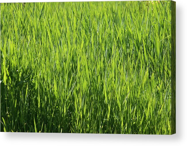 Grass Acrylic Print featuring the photograph Grass by Jerry Cahill