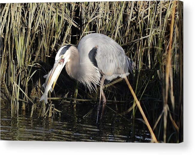 Heron Acrylic Print featuring the photograph Great blue heron fishing by Bill Hosford