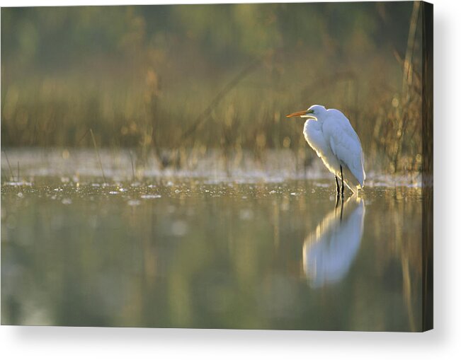 00171449 Acrylic Print featuring the photograph Great Egret Backlit In Marsh At Sunset by Tim Fitzharris