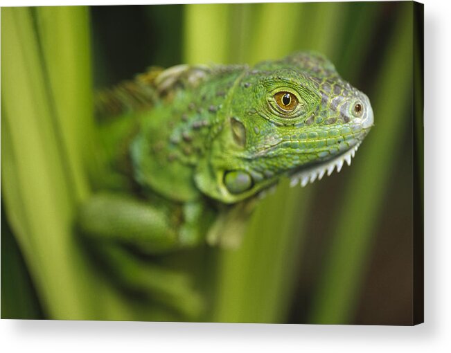 Mp Acrylic Print featuring the photograph Green Iguana Amid Green Leaves Roatan by Tim Fitzharris