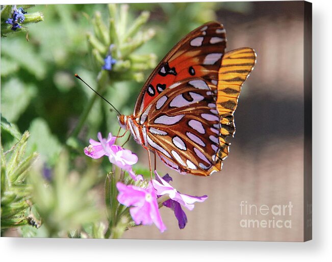 Butterflies Acrylic Print featuring the photograph Gulf Fritilary 2 by Ken Williams