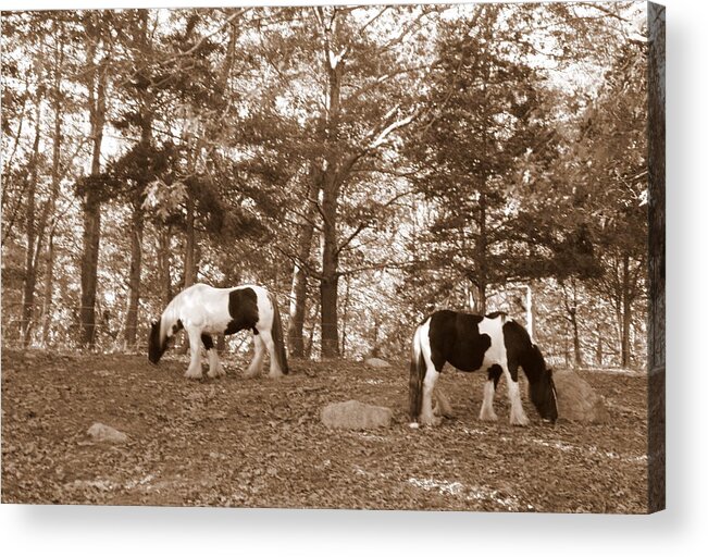 Gypsy Acrylic Print featuring the photograph Gypsy Vanners by Kim Galluzzo