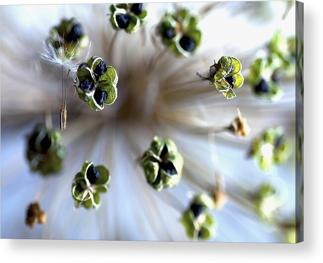 Macro Photograph Acrylic Print featuring the photograph Hanging Aroung by John Stephens