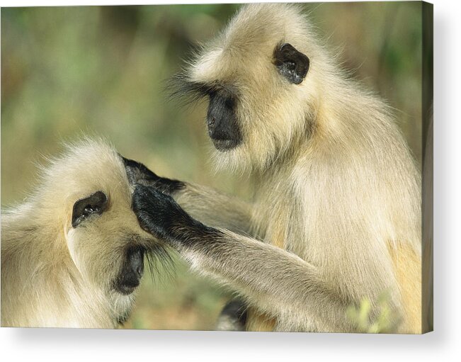 00620106 Acrylic Print featuring the photograph Hanuman Langurs Grooming India by Cyril Ruoso