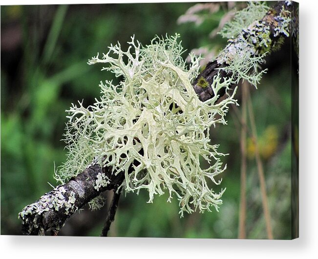 Nature Acrylic Print featuring the photograph Harmony by I'ina Van Lawick