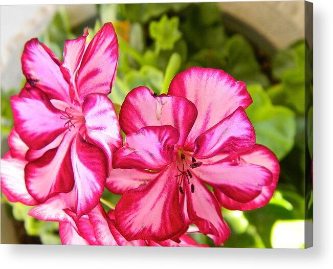 Flowers Acrylic Print featuring the photograph Heavenly Hues by Randy Rosenberger