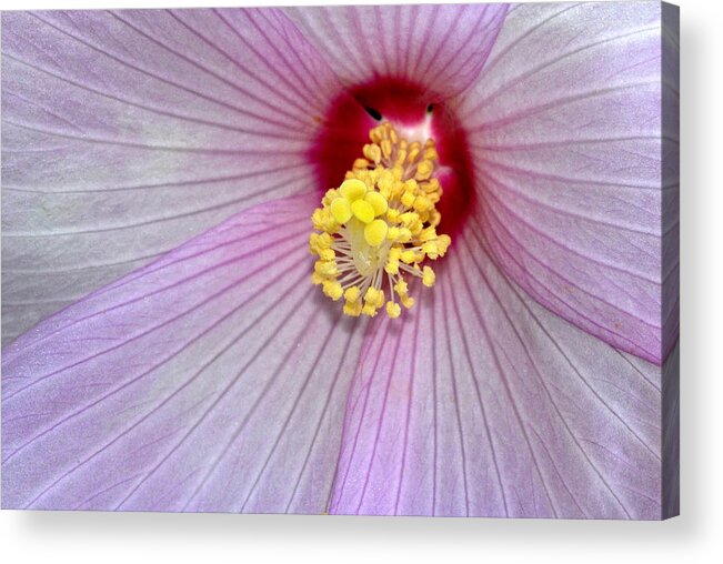 Hibiscus Acrylic Print featuring the photograph Hibiscus Closeup by Dave Mills