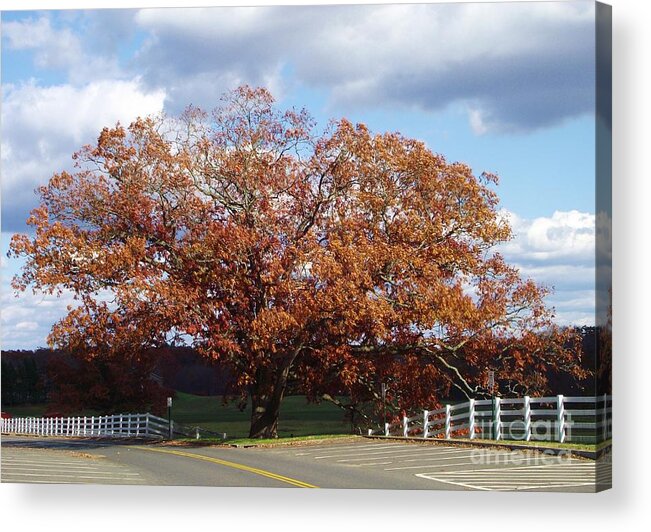 Giant Oak Tree Acrylic Print featuring the photograph Horse Barn Hill in Autumn by Michelle Welles