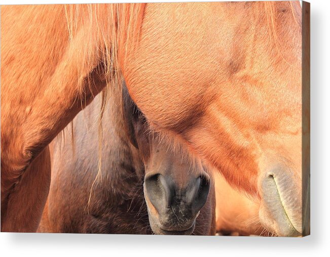 Horse Acrylic Print featuring the photograph Horse Hide 2 by Jim Sauchyn