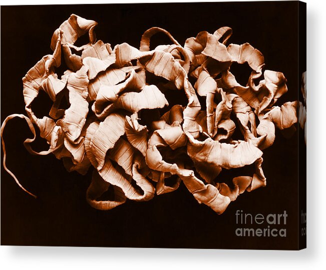 Zoology Acrylic Print featuring the photograph Human Tapeworm by Omikron