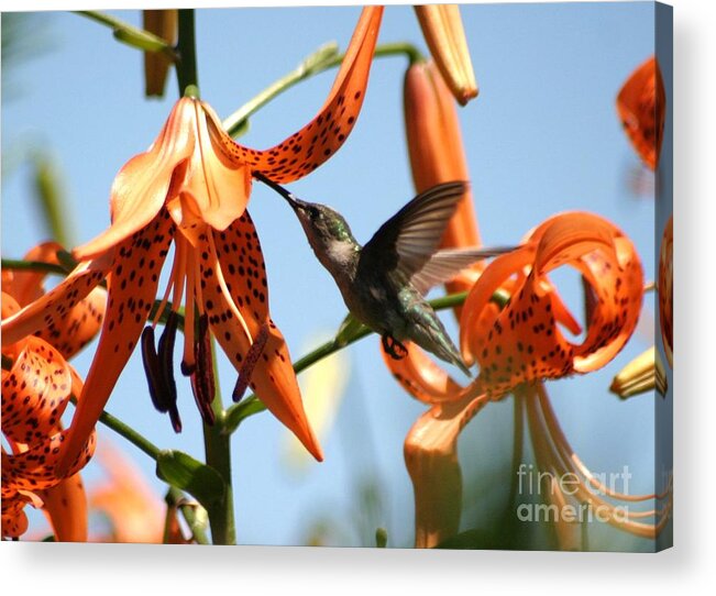 Birds Acrylic Print featuring the photograph Hummingbird Days by Living Color Photography Lorraine Lynch