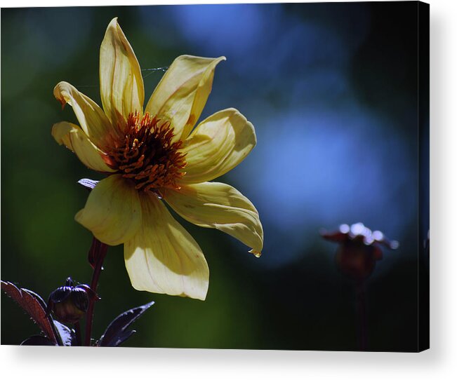 Yellow Flower Acrylic Print featuring the photograph If I Could Paint by Amee Cave