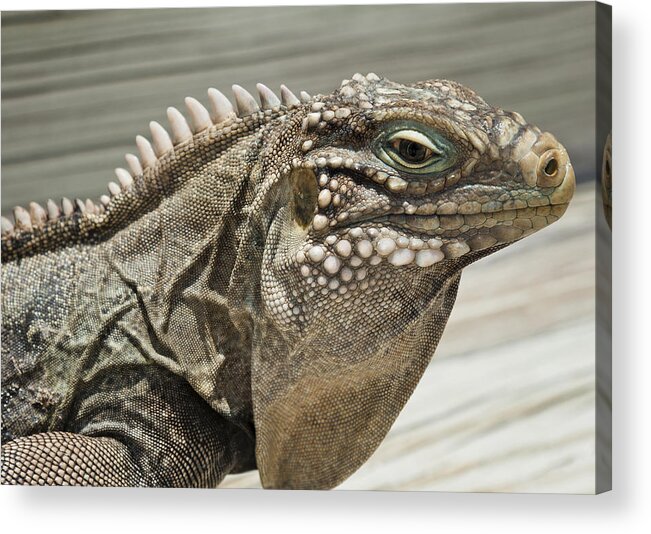 Iguana Acrylic Print featuring the photograph Iguana Two by Stephen Anderson