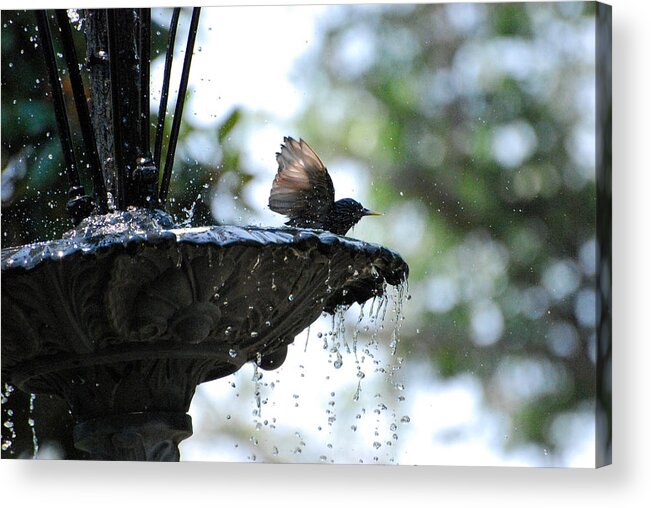 Birds Acrylic Print featuring the photograph In The Cool of The Morning #2 by Linda Cox
