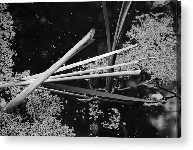 Water Acrylic Print featuring the photograph In the Pond Asian influence by Kathleen Grace