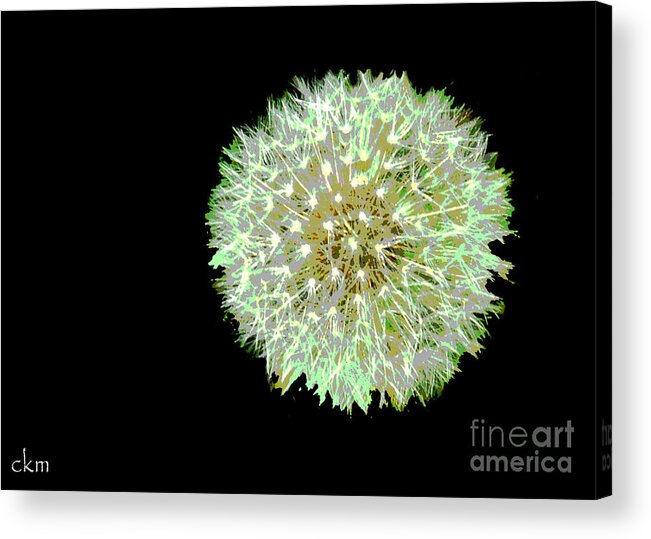 Flowers Acrylic Print featuring the photograph Just Dandy by Cindy Manero