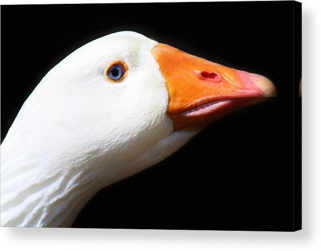 Duck Acrylic Print featuring the photograph Just Ducky by Paulette Thomas