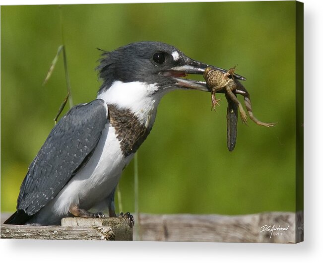 King Fisher Acrylic Print featuring the photograph King Fisher Lunch by Don Anderson