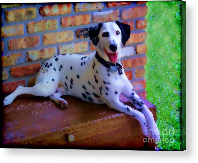 Dalmatian Acrylic Print featuring the photograph King of the Hill by Judi Bagwell